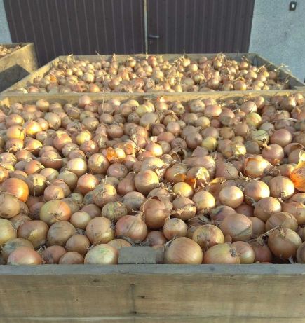 Compraré un total de 100 toneladas de cebollas, 4-6 fracciones empacadas en bolsas de 10, 15 o 20 kg