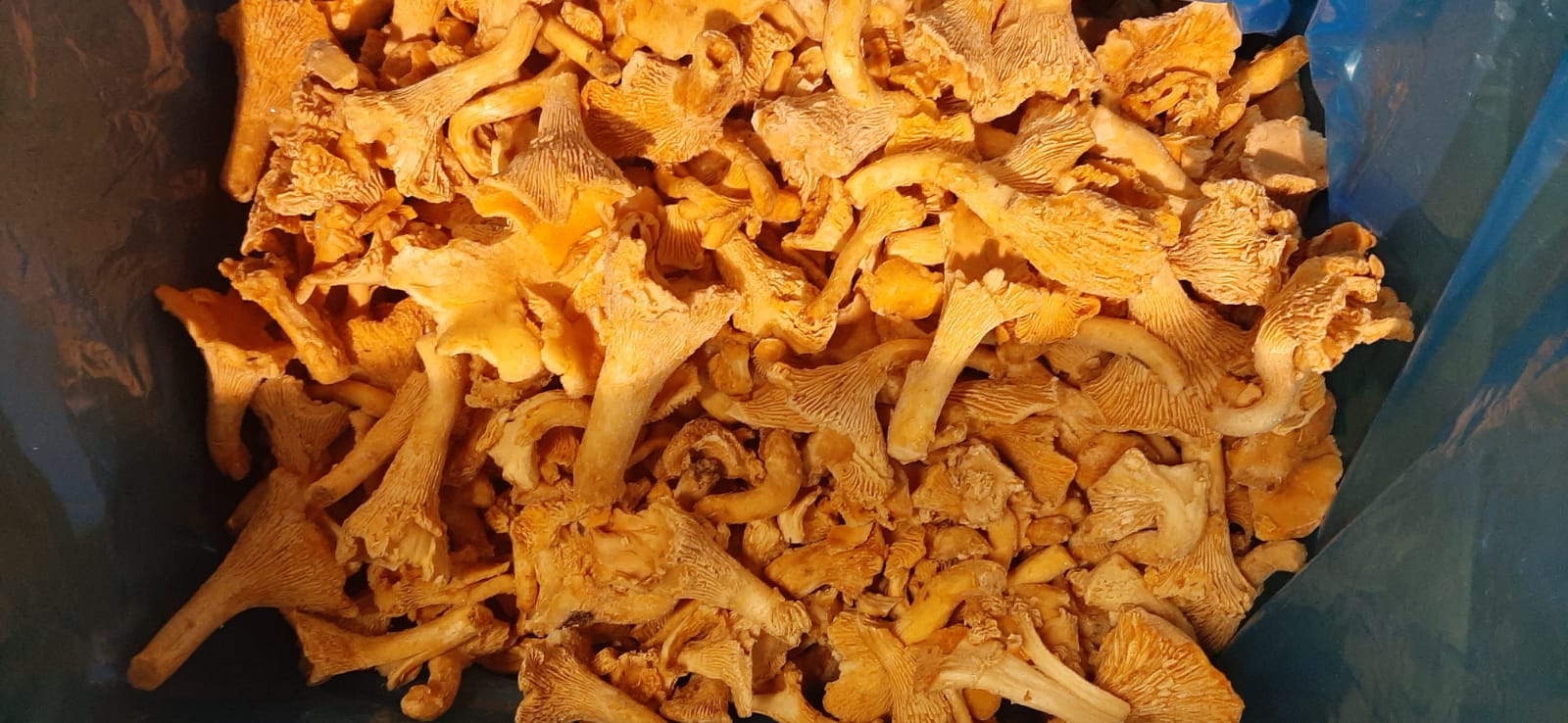 Pollo escaldado congelado, 3-8 cm en venta