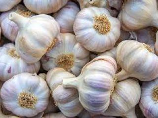 Variedad de ajo blanco normal fresco: (ajo blanco normal
