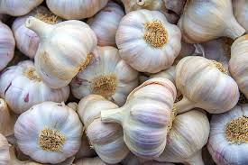 Variedad de ajo blanco normal fresco: (ajo blanco normal también llamado ajo rojo, ajo morado)