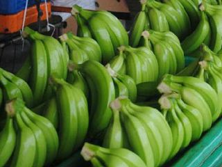 Plátano Cavendish fresco Exportamos plátano Cavendish a todo el