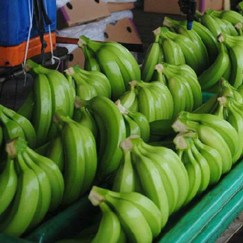 Plátano Cavendish fresco Exportamos plátano Cavendish a todo el mundo y es buscado en China, Medio Oriente, Mauricio, Nepal, Singapur, Maldivas, Emiratos