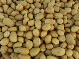 COMPRA DE PATATAS, CALIBAR 45 + BOLSA GRANDE 200/300