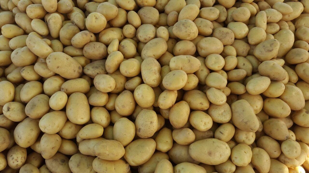 COMPRA DE PATATAS, CALIBAR 45 + BOLSA GRANDE 200/300 TONNAS +