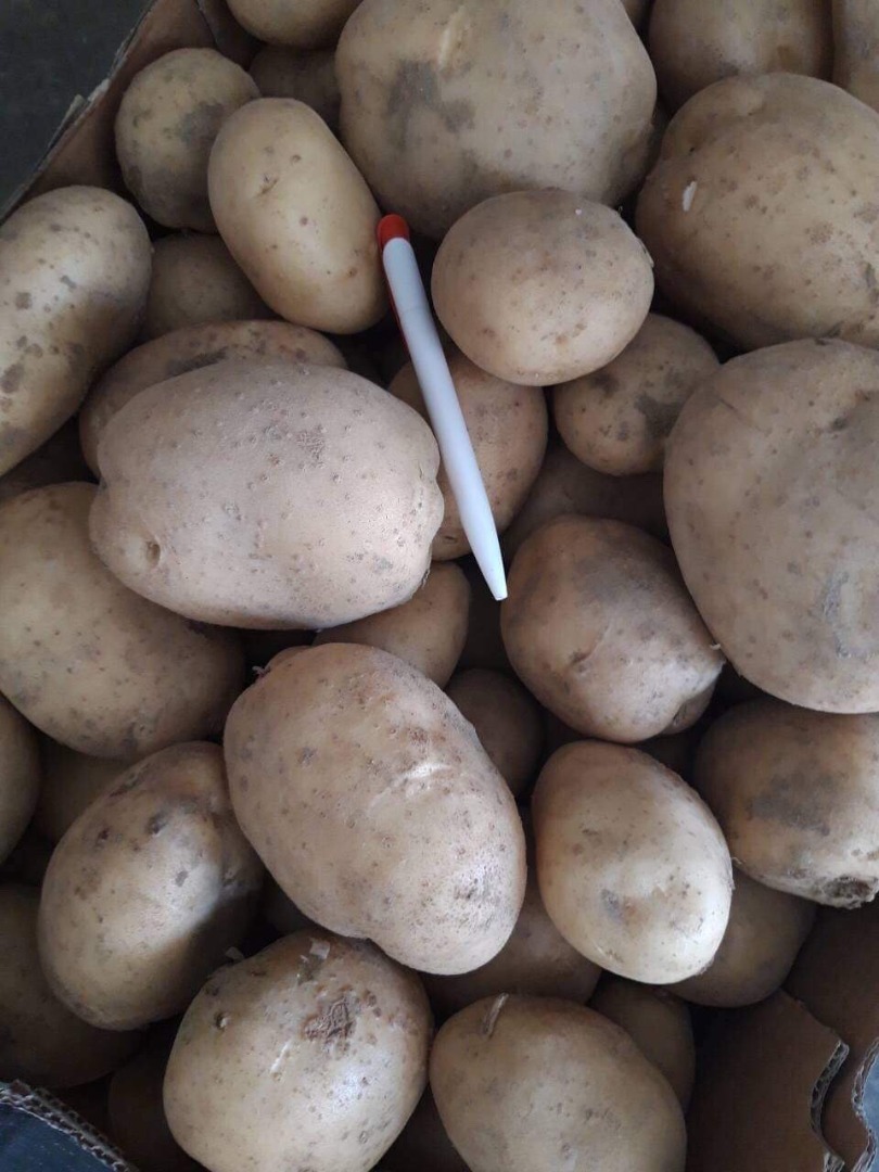 Estoy comprando cebolla y potaotes para el mercado croata