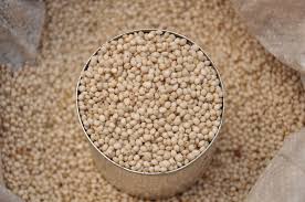 Semillas / granos orgánicos de sorgo