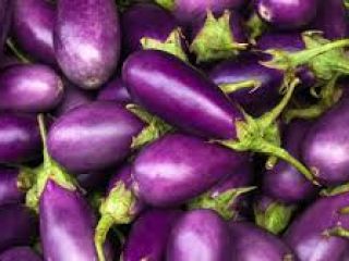 Berenjenas orgánicas para exportación, suministramos nuestras berenjenas en todo