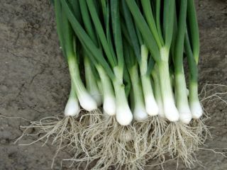 Compro cebollas verdes sabrosas y frescas