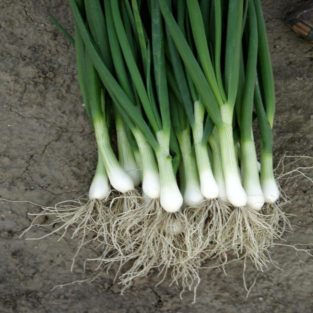 Compro cebollas verdes sabrosas y frescas