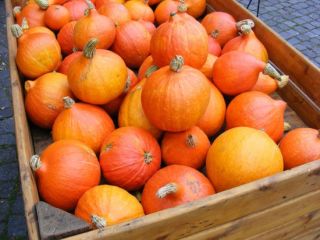 en la temporada 2020 venderé calabazas hokaido en una