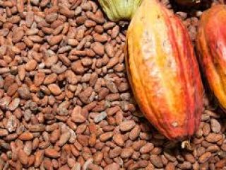 Semillas de coacoa disponibles para la venta para producción