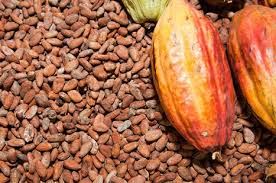 Semillas de coacoa disponibles para la venta para producción