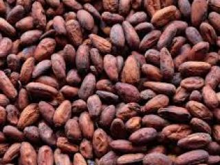Plántulas de coacoa disponibles para producción y para personas