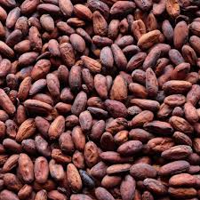 Plántulas de coacoa disponibles para producción y para personas interesadas en comenzar sus propias granjas
