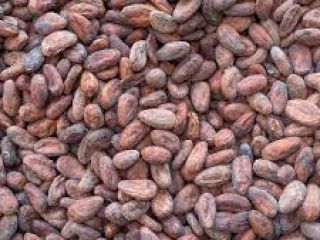 Plántulas de coacoa disponibles para la producción de productos
