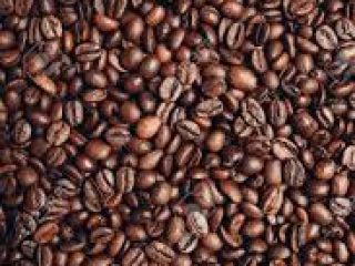 Plántulas de café para producción secundaria y también para