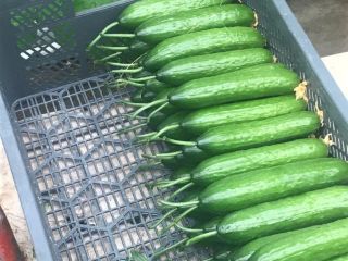 venta de pepino de invernadero, producción propia. Invito.