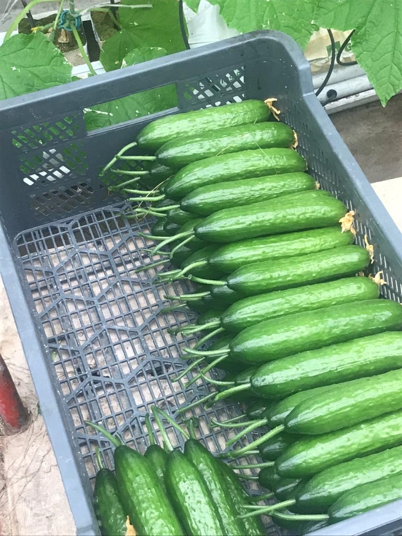 venta de pepino de invernadero, producción propia