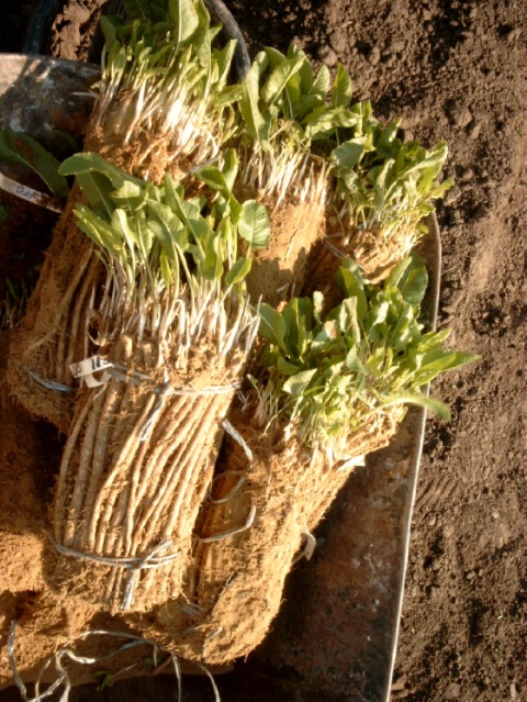 ¡Las plántulas de rábano picante estarán disponibles a partir del 1 de enero de 2020! Listo para plantar en paquetes de 200 piezas en pilas (germinadas o