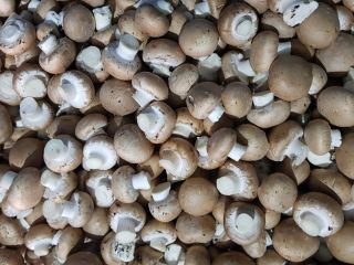 Venderé setas marrones, setas de cardo y shitake