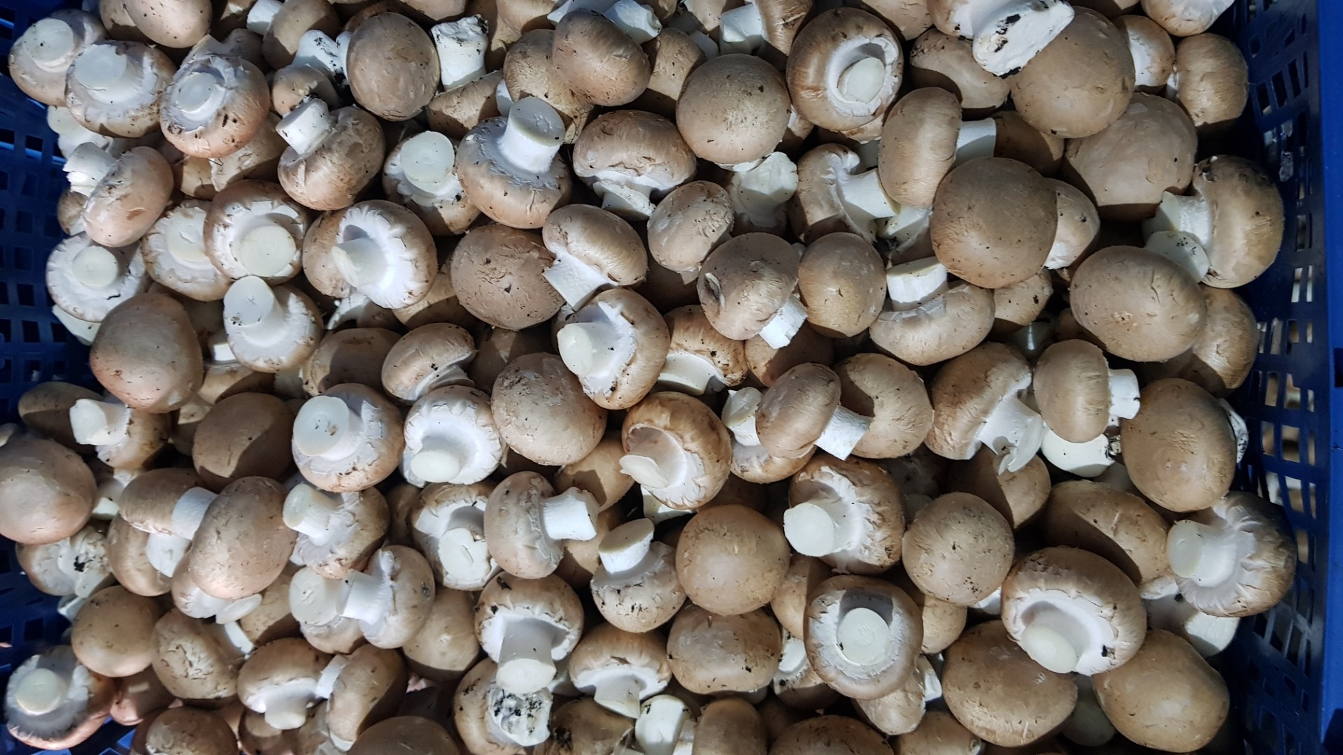 Venderé setas marrones, setas de cardo y shitake