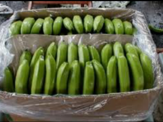 Plátano en cajas de 19,5 kg, 2,9 PLN por