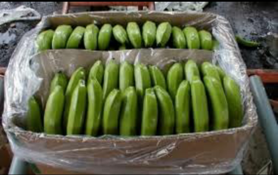 Plátano en cajas de 19,5 kg, 2,9 PLN por kilo