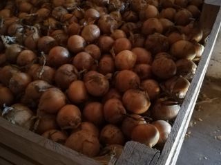 Venderé cebollas en frascos dorados sin cáscara, saco 5-9,