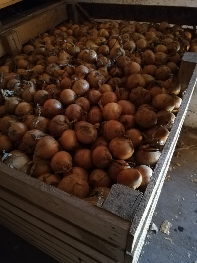 Venderé cebollas en frascos dorados sin cáscara, saco 5-9, Big Beg