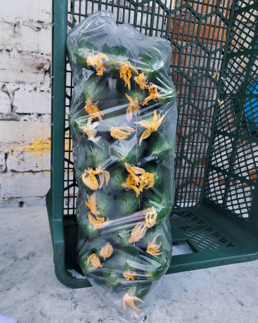 Melen pepinos de invernadero para la venta, paquetes de 5 kg