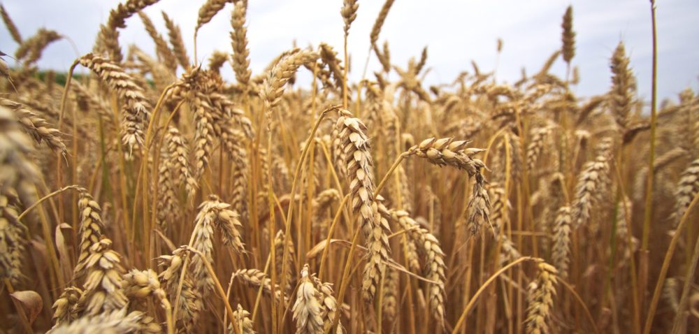 Hola, compraré cualquier cantidad Orkisz / Orkisz Bio / Pszenica Bio / Maize / Pszenica Konsumpcyjna / Pszenica Paszowa