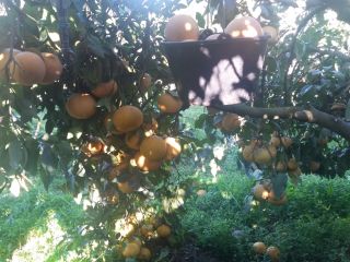 Hola. La venta. Pomelo BIO de Córcega más. Precio: