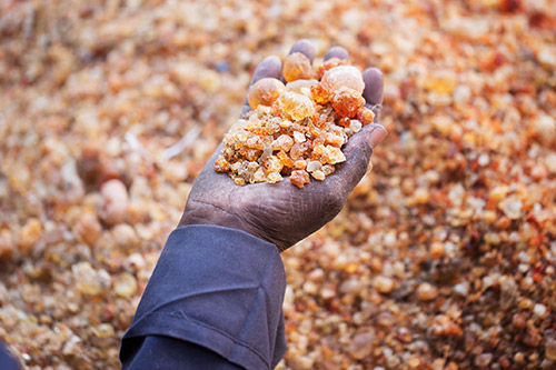 Saludo de Arabic Gum Suppliers LLC Somos una empresa de comercio, exportación e importación con sede en los EAU