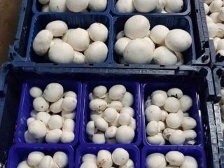 Somos productores de champiñones blancos. Venderemos setas. Cantidades al