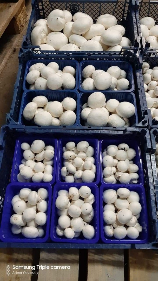 Somos productores de champiñones blancos