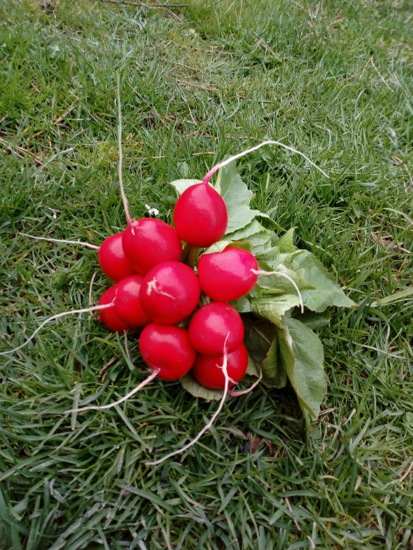 Hola, tengo un rábano a la venta, variedad Donar, muy sabroso