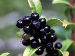 Fresa La fresa de jardín es una especie híbrida
