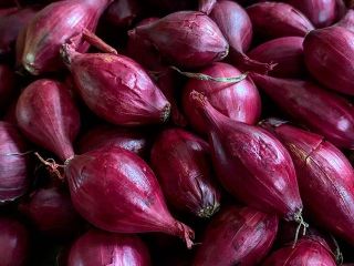 tenemos una cosecha fresca de cebolla roja y amarilla,