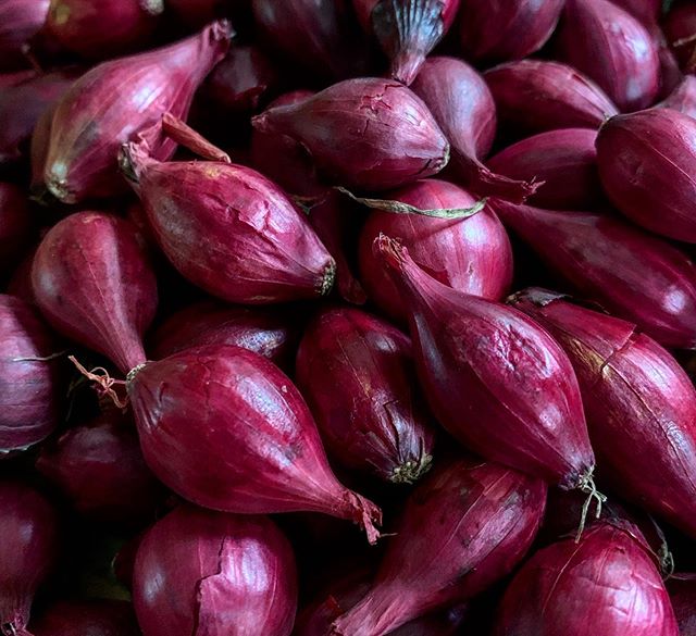 tenemos una cosecha fresca de cebolla roja y amarilla, comuníquese directamente con What'sapp: correo electrónico