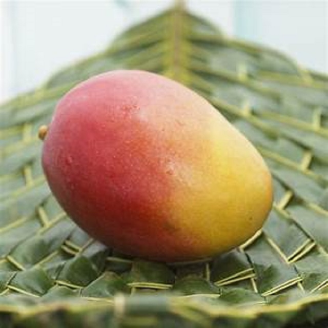 Mango fresco de alta calidad, póngase en contacto directamente con What'sapp: correo electrónico