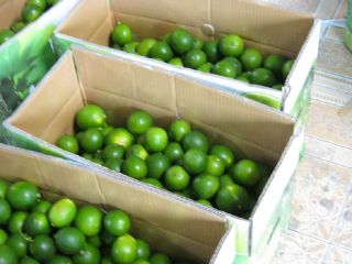 Juicy gresh sweet Graps Por favor contacte directamente, Correo
