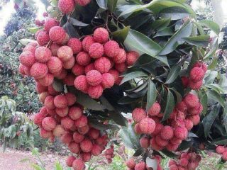Juicy gresh sweet Graps Por favor contacte directamente, Correo