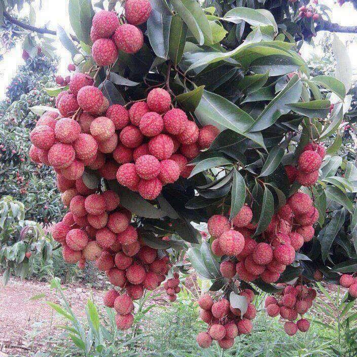 Juicy gresh sweet Graps Por favor contacte directamente, Correo electrónico