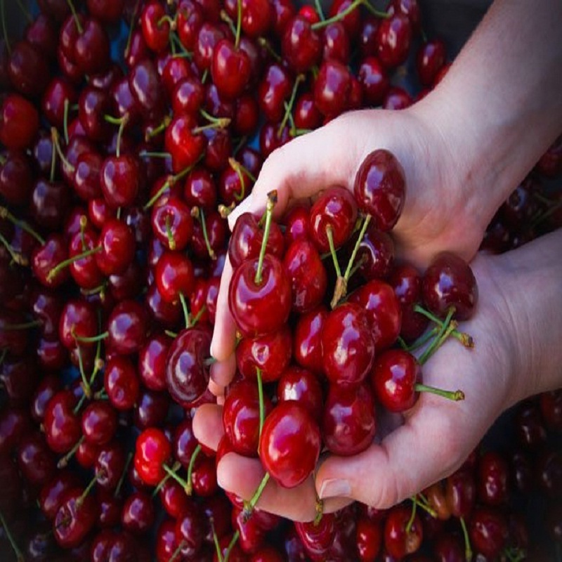 Red Sweet Cherry Por favor contacte directamente, Correo electrónico