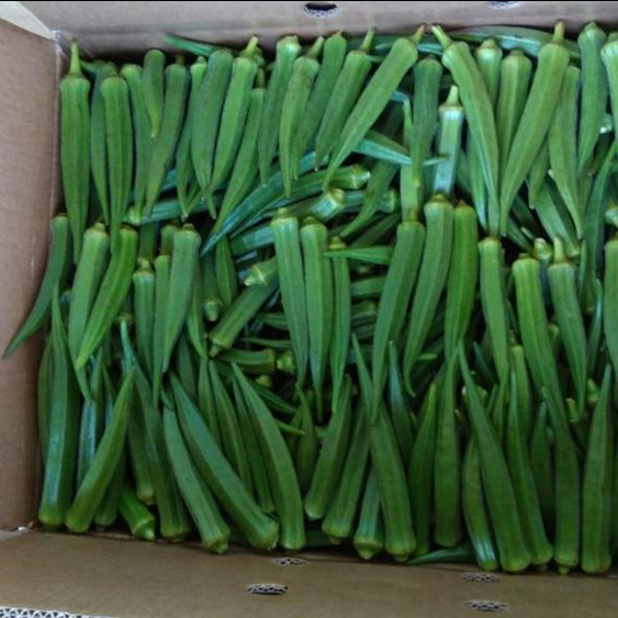 Premium Quality Okra Por favor, contacte directamente, Correo electrónico