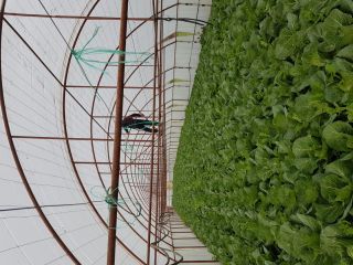 Repollo blanco fresco extraterrestre solar 2020.