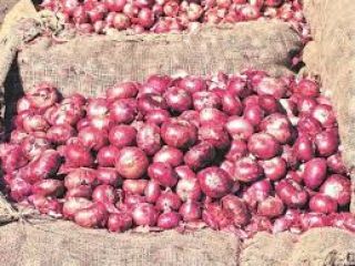 tenemos cosecha fresca de cebolla roja y amarilla, calibre: