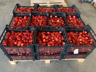 Venderemos fresas. Fresa limpiada o con tallos. Entrega diaria