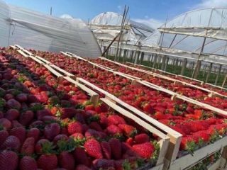¡FRESAS DIRECTAMENTE DE UN FABRICANTE EN ALBANIA! Sensacional sabor