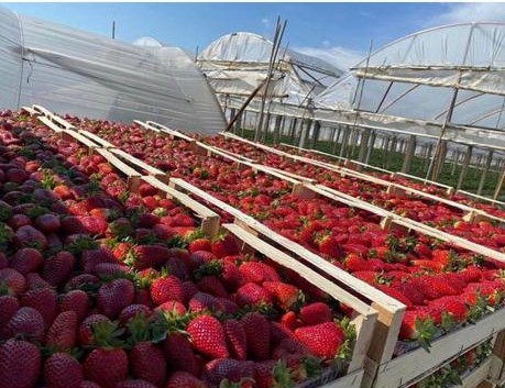 ¡FRESAS DIRECTAMENTE DE UN FABRICANTE EN ALBANIA! Sensacional sabor y olor !!! Variedades disponibles: Kamarosa y Fortuna